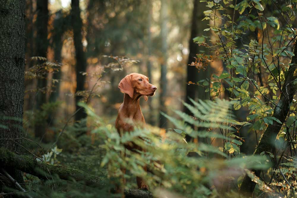 hundefoder-langvads-koeb-her